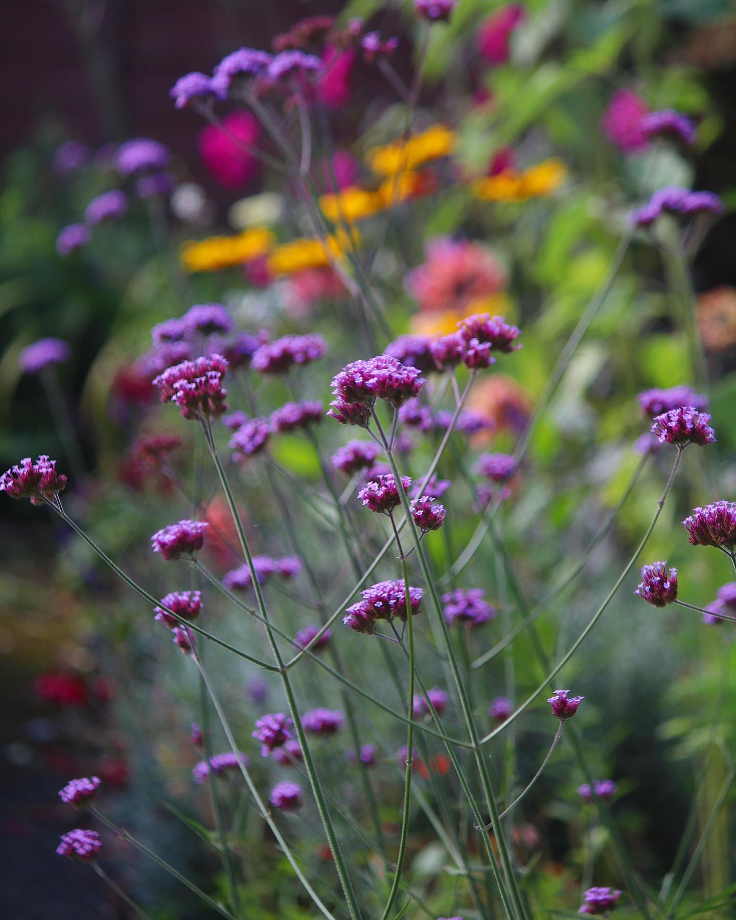 Ashford, Ashford @Susanes