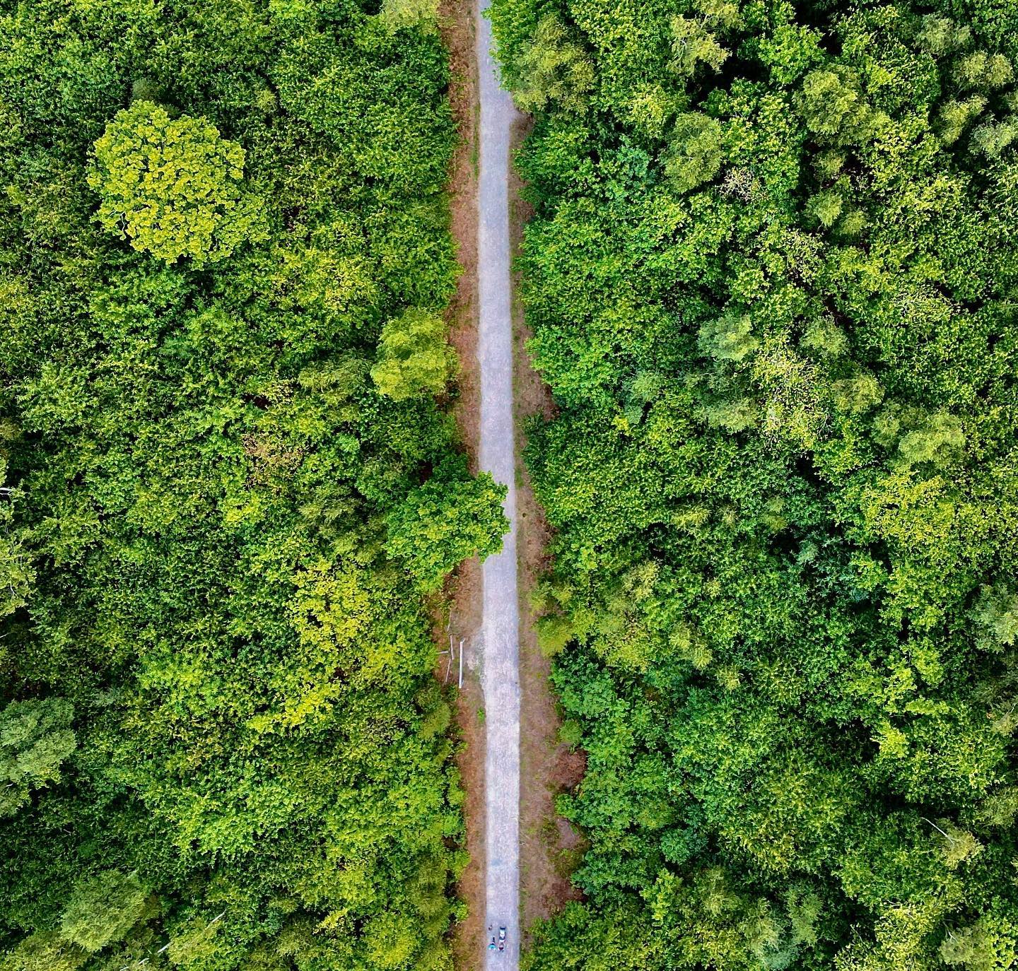 Blean Woods (Canterbury) @Iseetheseaphotography